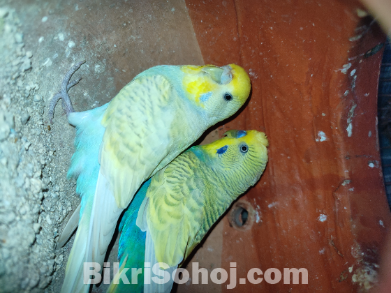 ১ জোড়া এডাল্ট বাজরিগার রানিং পেয়ার